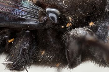 Media type: image;   Entomology 810642 Aspect: Thorax ventral
